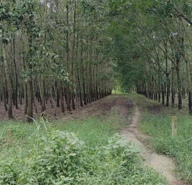 Bán đất lớn Tây Ninh, hơn 1000m2 gần một nửa thổ cư, chỉ nhỉnh 1 tỷ