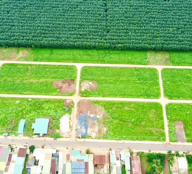 Bán đất đối diện chợ Phú Lộc,Krông Năng,Đắk Lắk giá chỉ 550 triệu/nền 