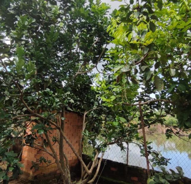 ✅Cần bán Nhà cấp 4 có vườn trái cây, 20m mặt đường xã Phú Bình, Tân Phú, Đồng Nai - 2.2 Tỷ