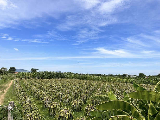 Cần ra lô đất cây trồng lâu năm Huyện Hàm Thuận Bắc, tỉnh Bình Thuận