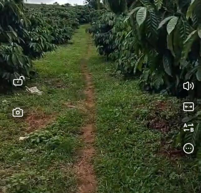 ĐẤT ĐẸP – GIÁ TỐT-  CHÍNH CHỦ CẦN Bán Lô Đất Tại xã Đắk Buk So, Huyện Tuy Đức, Tỉnh Đăk Nông