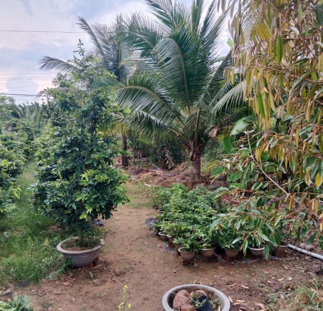 CHÍNH CHỦ CẦN BÁN VƯỜN GIÁ RẺ SIÊU ĐẦU TƯ.