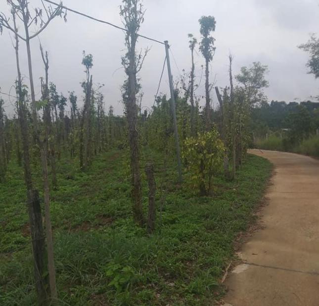 CẦN BÁN ĐẤT RẪY