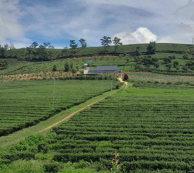 Cần bán lô đất đẹp tại Thị Trấn NT Mộc Châu,Huyện Mộc Châu,Tỉnh Sơn La