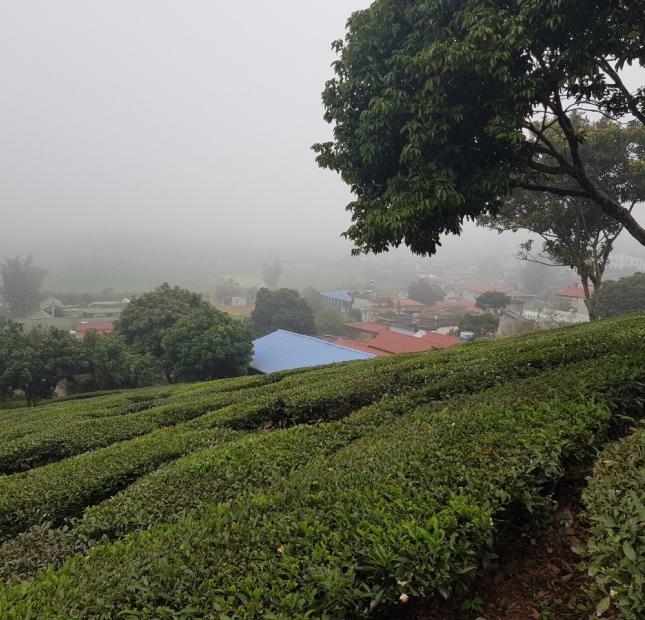 + CHÍNH CHỦ CẦN BÁN ĐẤT TIỂU KHU 68, TT NÔNG TRƯỜNG MỘC CHÂU, SƠN LA - LIÊN HỆ: 0568234688