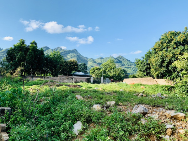 Cần bán gấp mảnh đất phù hợp làm homestay tại Mộc Châu 