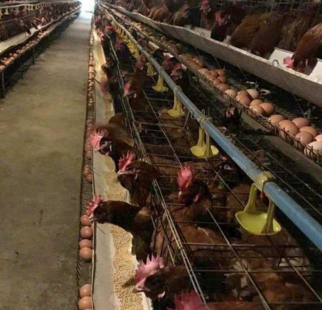 KHU XƯỞNG 34000M, LONG AN; ĐANG CHO THUÊ 1 TỈ/THÁNG, NAY BÁN GẤP 130 TỈ